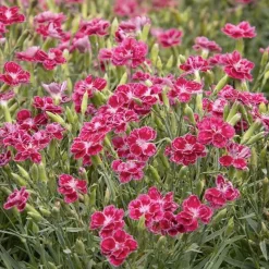 Landscape Plants>Roger's Gardens Dianthus 'Delilah Plum Magenta'™ - Delilah Bicolor Magenta Dianthus - Petite - 5