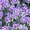 Landscape Plants>Roger's Gardens Dianthus 'Delilah Plum Purple'™ - Delilah Bicolor Purple Dianthus - Petite - 5 I
