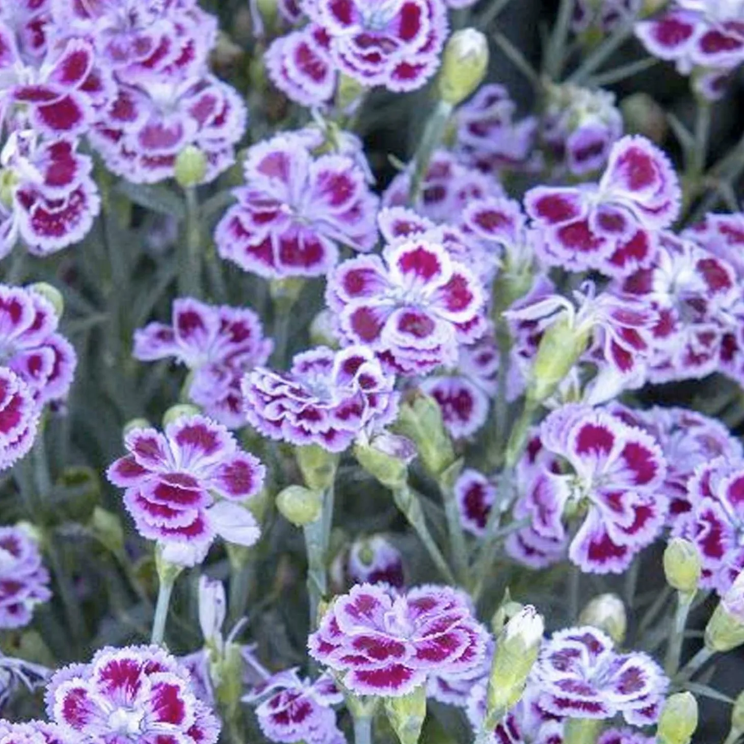 Landscape Plants>Roger's Gardens Dianthus 'Delilah Plum Purple'™ - Delilah Bicolor Purple Dianthus - Petite - 5 I