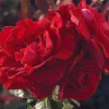 Roses>Roger's Gardens Don Juan Tree - 15 Gallon