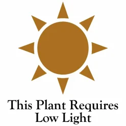 Indoor Plants>Roger's Gardens Dracaena 'Limelight' - 6" Pot