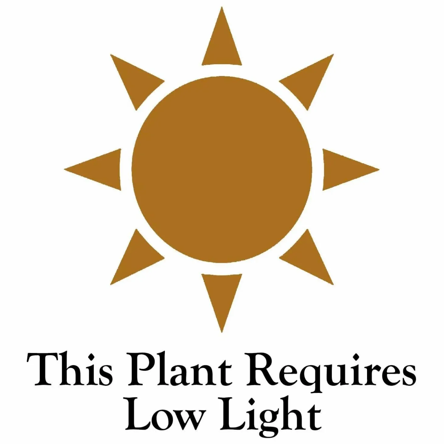 Indoor Plants>Roger's Gardens Dracaena 'Limelight' - 6" Pot