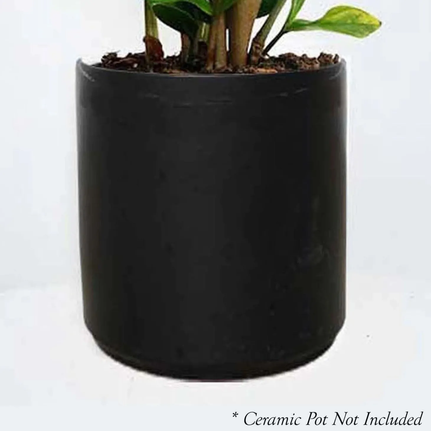 Indoor Plants>Roger's Gardens Dracaena Marginata - 8" Pot