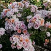 Roses>Roger's Gardens Easy On The Eyes - 5 Gallon