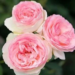 Roses>Roger's Gardens Eden - Espalier - 15 Gallon