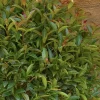 Landscape Plants>Roger's Gardens Eugenia 'Monterey Bay' - Monterey Bay Brush Cherry - 5 Gallon