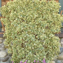 Landscape Plants>Roger's Gardens Euonymous 'Chollipo' - Chollipo Euonymus - 5 Gallon