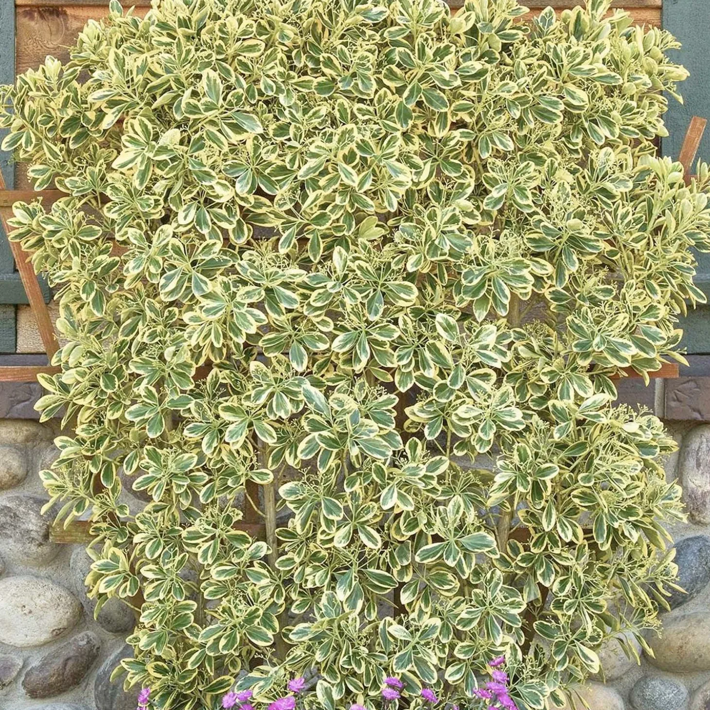 Landscape Plants>Roger's Gardens Euonymous 'Chollipo' - Chollipo Euonymus - 5 Gallon
