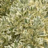 Landscape Plants>Roger's Gardens Euonymous 'silver King' - Silver King Euonymus - 1 Gallon
