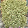 Landscape Plants>Roger's Gardens Euonymus Jap. 'Chollipo' - Chollipo Euonymus - 1 Gallon
