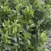 Landscape Plants>Roger's Gardens Euonymus 'Microphyllus' - Boxleaf Euonymus - 2 Gallon