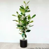 Indoor Plants>Roger's Gardens Ficus 'Audrey' 5.5' Column - 14" Pot