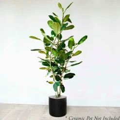 Indoor Plants>Roger's Gardens Ficus 'Audrey' 5.5' Column - 14" Pot