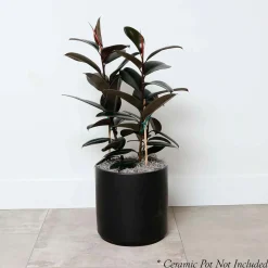 Indoor Plants>Roger's Gardens Ficus Decora 'Burgundy' Bush - Rubber Tree - 10" Pot