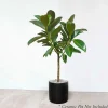Indoor Plants>Roger's Gardens Ficus Decora 'Melanie' Standard - Rubber Tree - 10" Pot