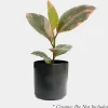 Indoor Plants>Roger's Gardens Ficus Decora 'Ruby Pink' - Rubber Tree - 4" Pot