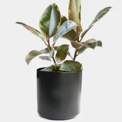 Indoor Plants>Roger's Gardens Ficus Decora 'Tineke' - Rubber Tree - 4" Pot