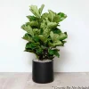 Indoor Plants>Roger's Gardens Fiddle Leaf Bush - Ficus Lyrata - 14In