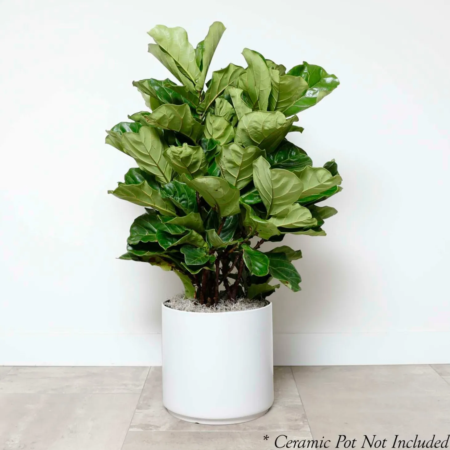 Indoor Plants>Roger's Gardens Fiddle Leaf Bush - Ficus Lyrata - 14In