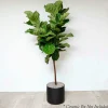 Indoor Plants>Roger's Gardens Fiddle Leaf Std - Ficus Lyrata - 14In