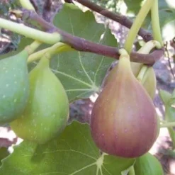 Fruit Trees>Roger's Gardens Fig 'Flanders' - #5 Gallon