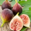 Fruit Trees>Roger's Gardens Fig 'Improved Brown Turkey' - #15 Gallon
