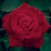 Roses>Roger's Gardens Firefighter - 5 Gallon