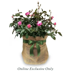 Landscape Plants><noscript><img width=