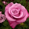 Roses>Roger's Gardens Fragrant Plum - 15 Gallon