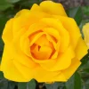Roses>Roger's Gardens Gilded Sun - 5 Gallon