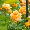 Roses>Roger's Gardens Golden Opportunity - 5 Gallon