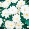 Roses>Roger's Gardens Gourmet Popcorn - 5 Gallon