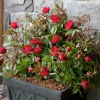 Landscape Plants>Roger's Gardens Grace N Grit Red® Pp - 2 Gallon