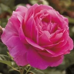 Roses>Roger's Gardens Grande Dame - 36" Tree - 5 Gallon