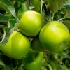 Fruit Trees>Roger's Gardens Granny Smith Apple - 10 Gallon