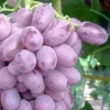 Fruit Trees>Roger's Gardens Grape 'Zestful Lollipop' - #2 Gallon