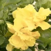 Landscape Plants>Roger's Gardens Hibiscus Rosa-S. 'Fullmoon'® - Fullmoon Hibiscus - Patio Tree - 5 Gallon