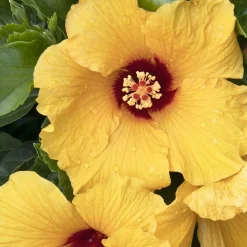 Landscape Plants>Roger's Gardens Hibiscus Rosa-S. 'Jazzy Jewel Gold'® Ppaf - Jazzy Jewel Gold Hibiscus - 2 Gallon