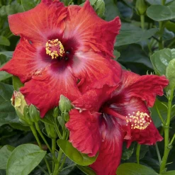 Landscape Plants>Roger's Gardens Hibiscus Rosa-S. 'Jazzy Jewel Ruby'® Ppaf - Jazzy Jewel Ruby Hibiscus - 2 Gallon
