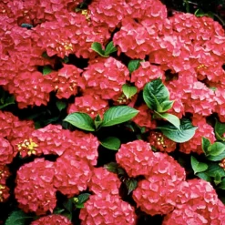 Landscape Plants>Roger's Gardens Hydrangea 'Red N'® Pretty'® - Red N'® Pretty Hydrangea - 5 Gallon