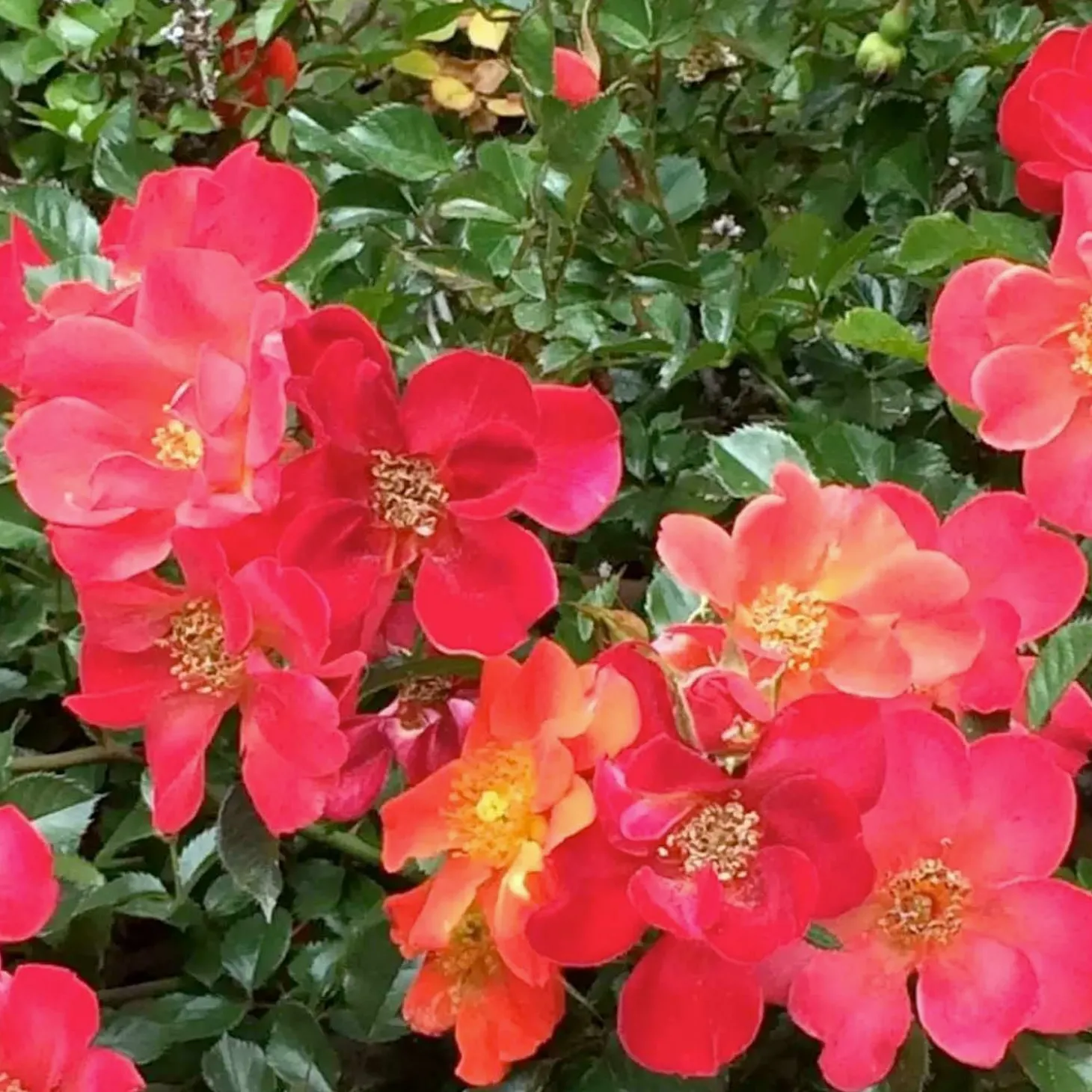 Roses>Roger's Gardens Incendio - 5 Gallon