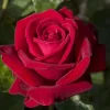 Roses>Roger's Gardens Ingrid Bergman - 15 Gallon