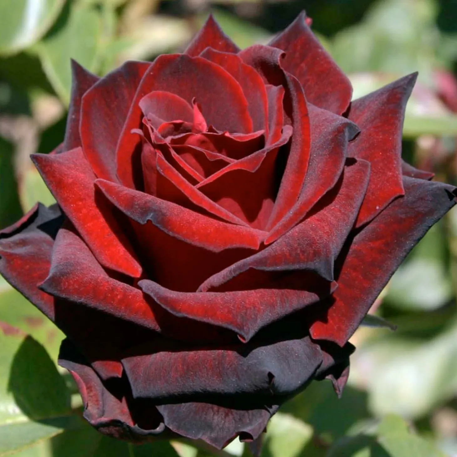 Roses>Roger's Gardens Ink Spots - 5 Gallon