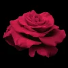 Roses>Roger's Gardens In The Mood - 5 Gallon