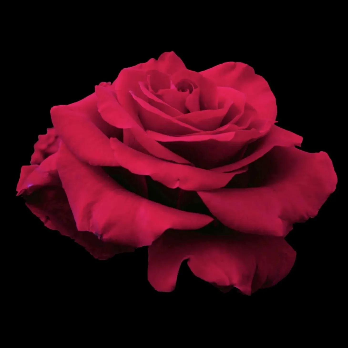 Roses>Roger's Gardens In The Mood - 5 Gallon