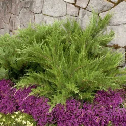 Landscape Plants>Roger's Gardens Juniperus Chin. 'Mint Julep'® - Mint Julep Juniper - 2 Gallon