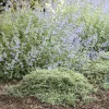 Landscape Plants>Roger's Gardens Juniperus Horiz. 'Icee Blue'® - Icee Blue Juniper - 1 Gallon