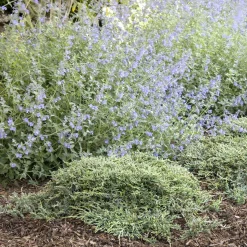 Landscape Plants>Roger's Gardens Juniperus Horiz. 'Icee Blue'® - Icee Blue Juniper - 1 Gallon