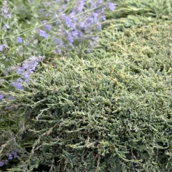 Landscape Plants>Roger's Gardens Juniperus Horiz. 'Icee Blue'® - Icee Blue Juniper - 2 Gallon