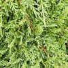 Landscape Plants>Roger's Gardens Juniperus H. 'Prince Of Wales' - Prince Of Wales' - Prince Of Wales Juniper - 2